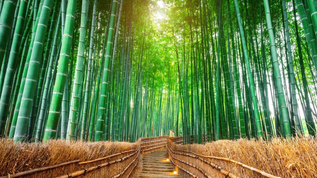 <p><span>One of Kyoto's most famous sites is this leafy bamboo grove west of the city. Bamboo stalks rise to 20 meters high, creating a rustling canopy of green overhead. In Japanese culture, bamboo symbolizes strength, resilience, and purity, making the grove a well-celebrated destination in Kyoto.</span></p>