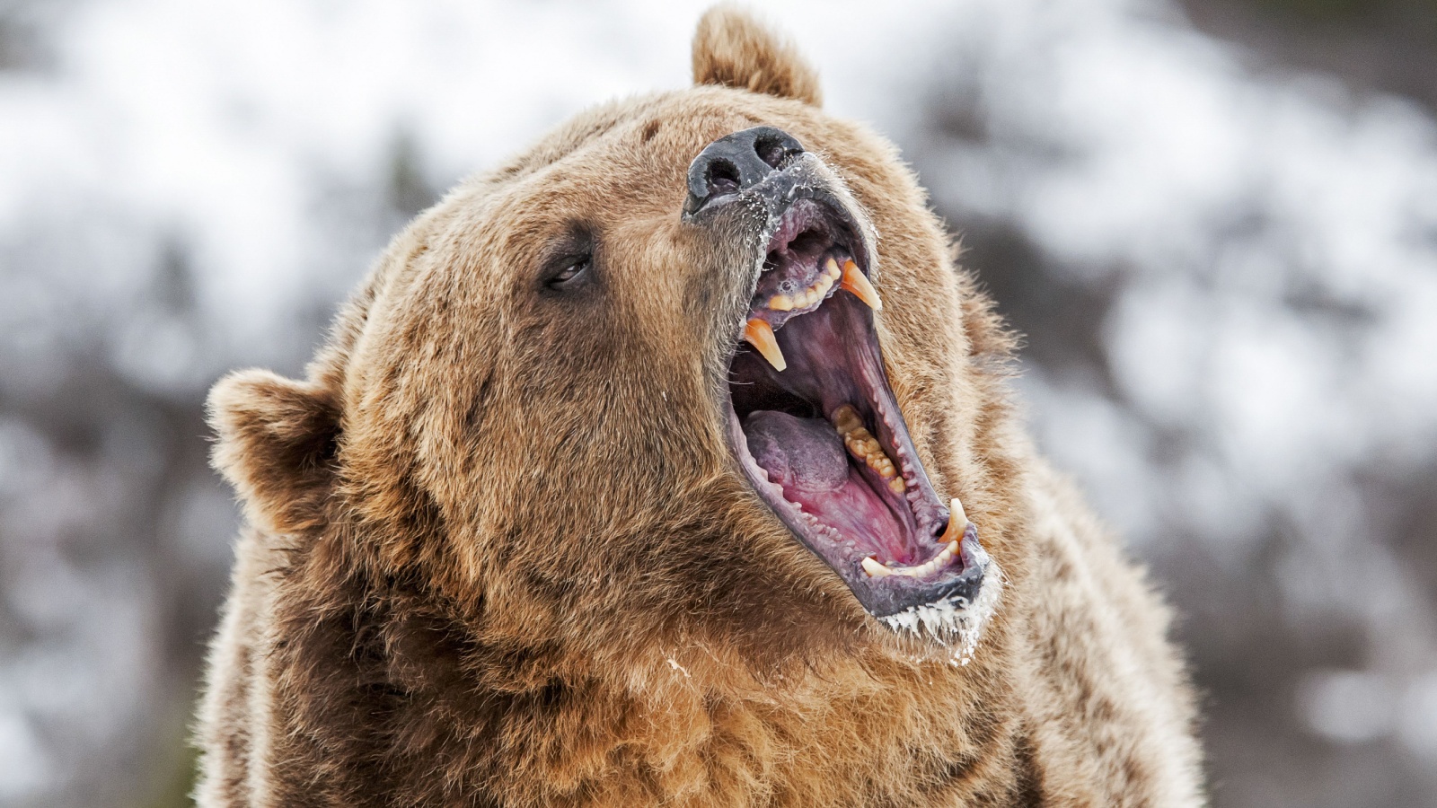 image credit: Scott E Read/Shutterstock <p>In the dense forests of North America, the grizzly bear commands respect from all who cross its path. Each year, these giants are responsible for several attacks on humans, often due to surprise encounters or protective mothers defending their cubs. Venturing into grizzly territory requires caution, respect, and a keen awareness of your surroundings.</p>