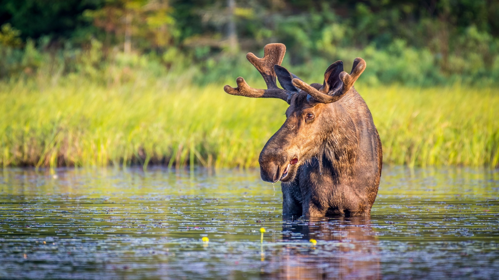image credit: Mark Byer/Shutterstock <p>The moose, while not typically aggressive, ranks among North America’s most dangerous animals due to its sheer size and unpredictability. During mating season, bulls become exceptionally aggressive. Vehicle collisions with moose are a major concern in northern regions, often resulting in serious injuries or fatalities.</p>