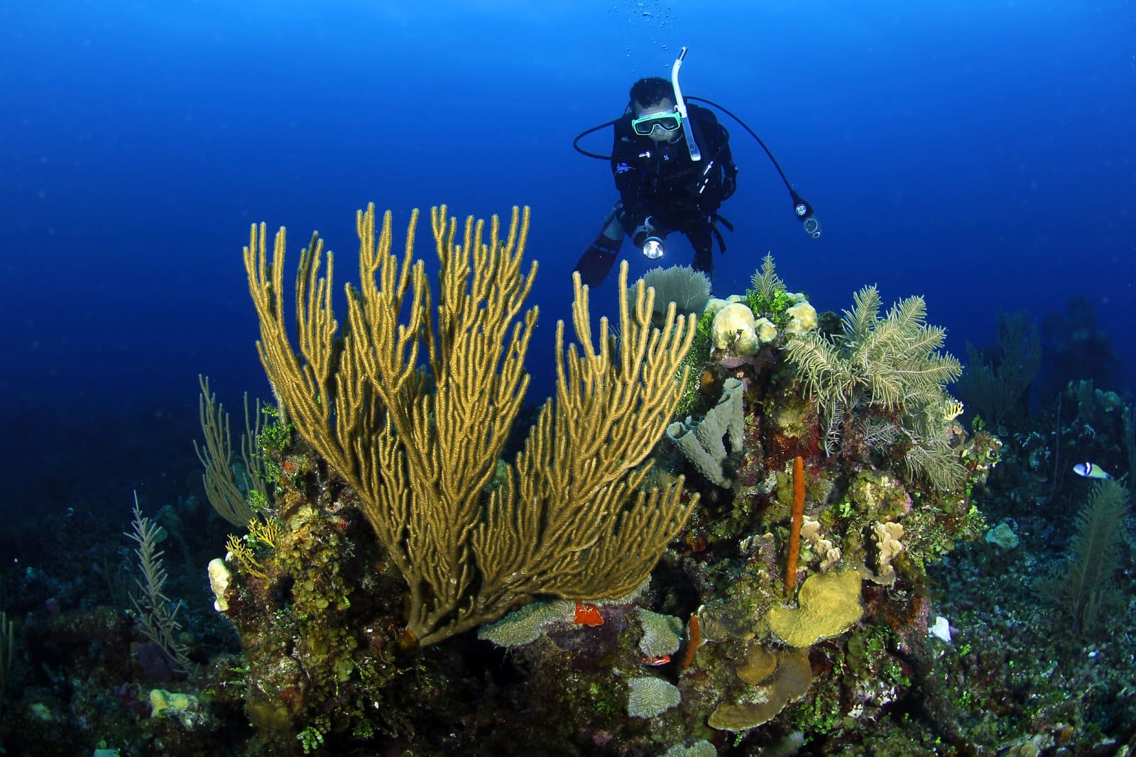 <p class="wp-caption-text">Image Credit: Shutterstock / Luiz A. Rocha</p>  <p><span>The Belize Barrier Reef, a UNESCO World Heritage site, is the second-largest coral reef system in the world. This underwater paradise is home to coral atolls, mangrove forests, and hundreds of islands, offering some of the best snorkeling and diving experiences globally. The reef is a biodiversity hotspot, home to an array of marine life, including endangered species like the West Indian manatee and the hawksbill turtle. Sites like the Great Blue Hole and Hol Chan Marine Reserve showcase the reef’s geological wonders and vibrant aquatic ecosystems.</span></p>