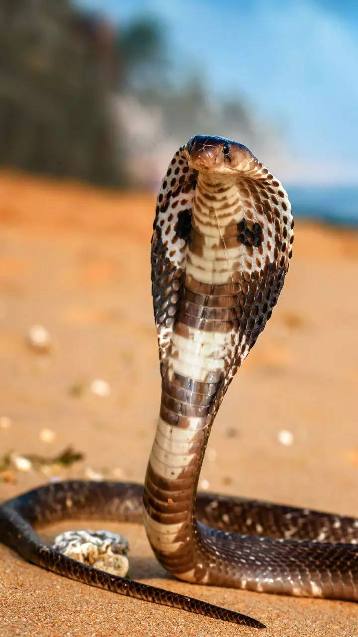 <p>A majestic snake, King cobra, is the longest venomous snake in the world and remains under threat from habitat loss and poaching for its skin and medicinal use. </p>