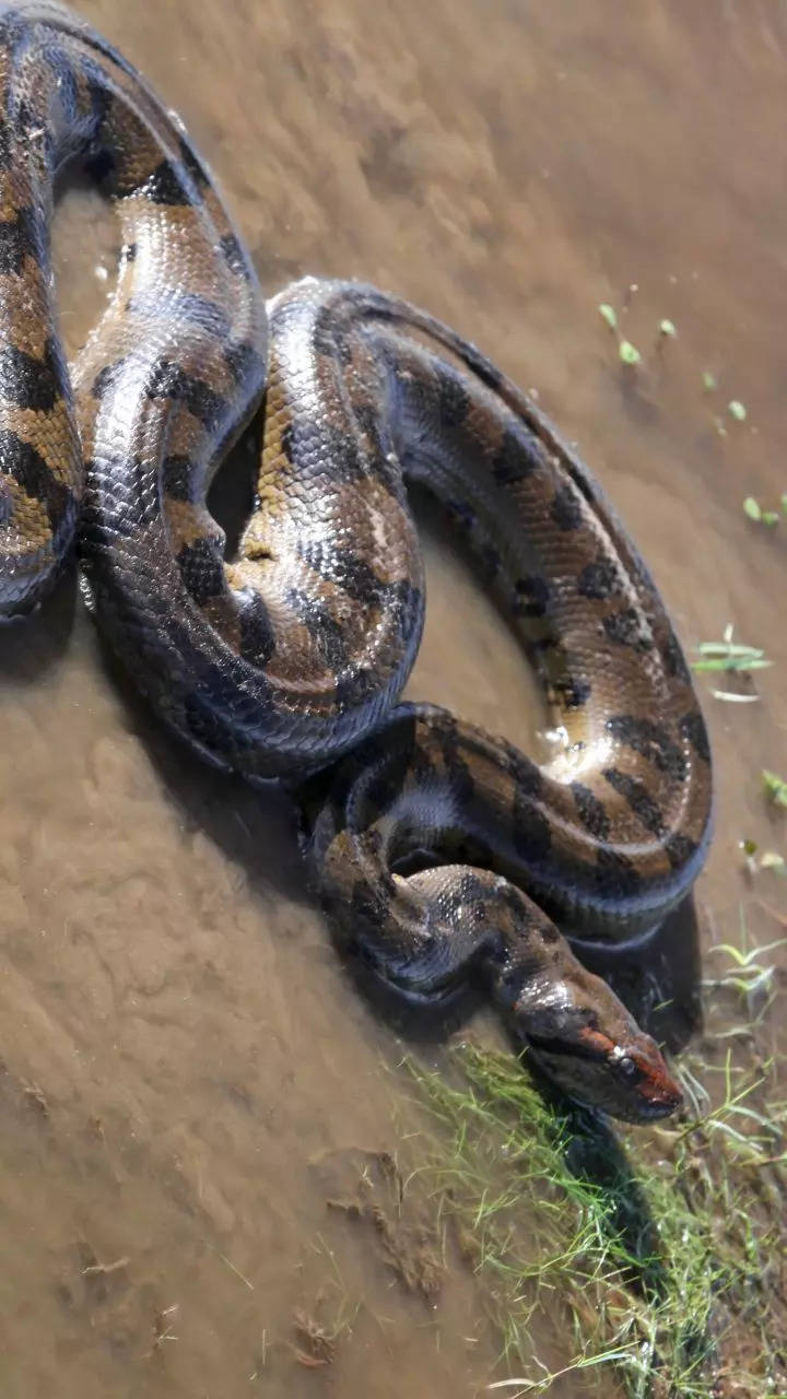 <p>The largest snake in the world by weight, the green anaconda faces threats from habitat destruction and overhunting for its skin and meat. With its beautiful and bright green colour, and patterns on the body, the green anaconda looks exquisite and grand. </p>