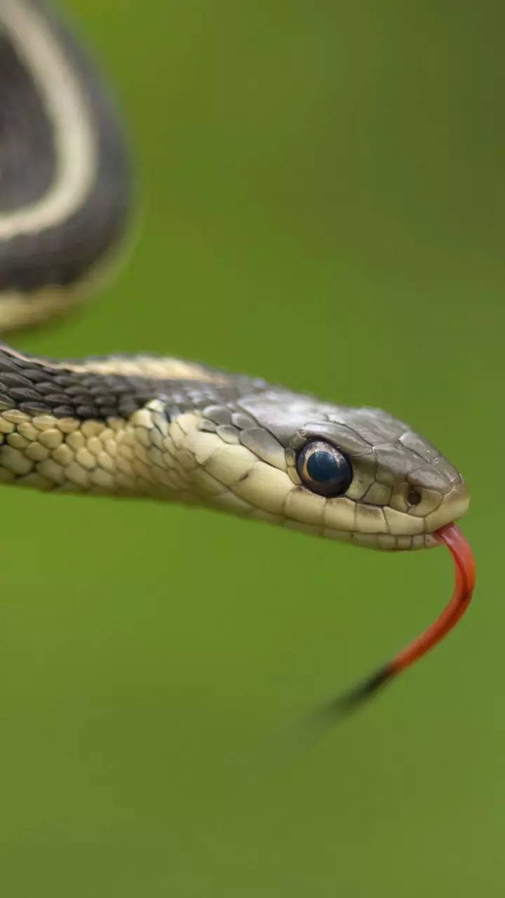 <p>With red stripes over its body and a dark green colour, the Garter snake is threatened by habitat loss and degradation.</p>