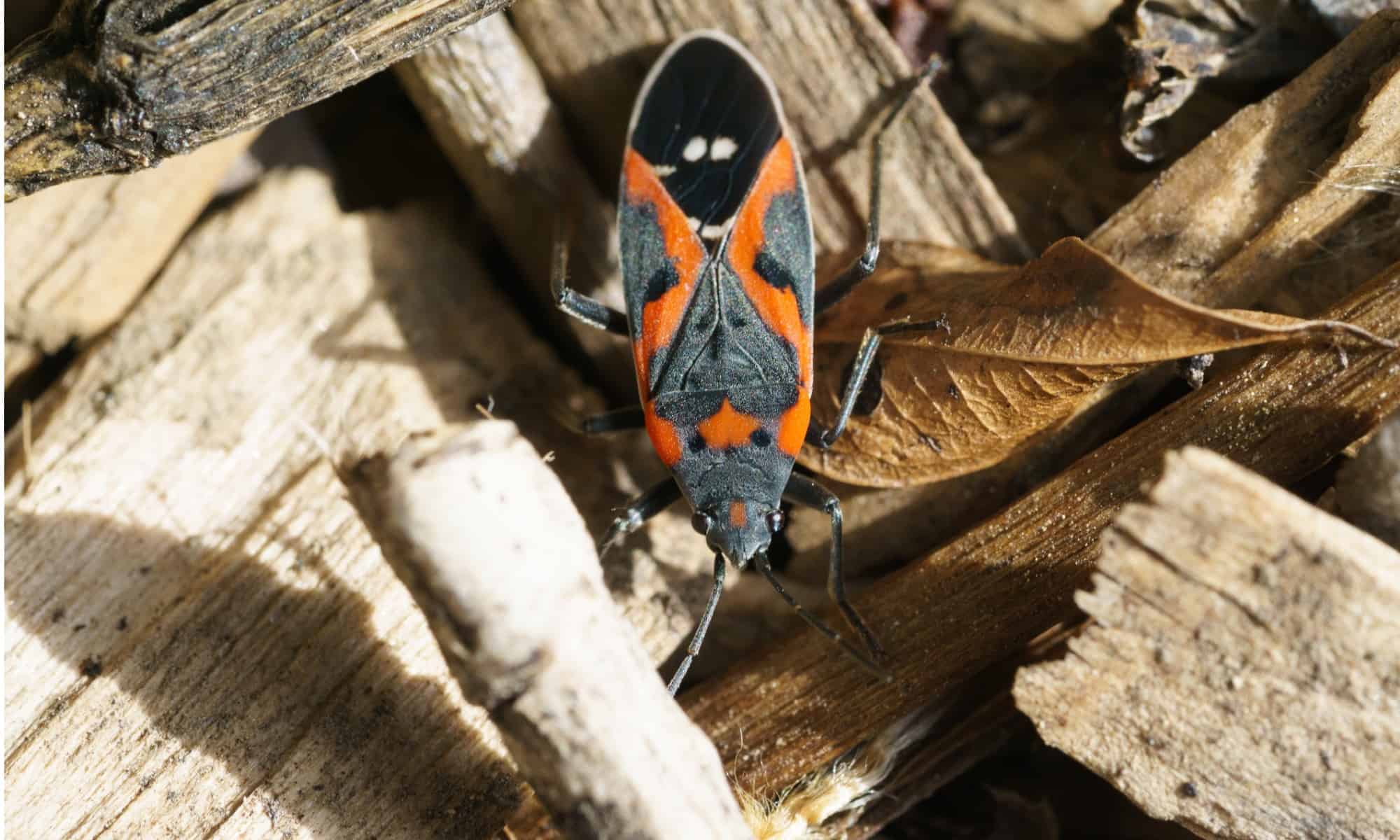 Where Do Boxelder Bugs Nest?