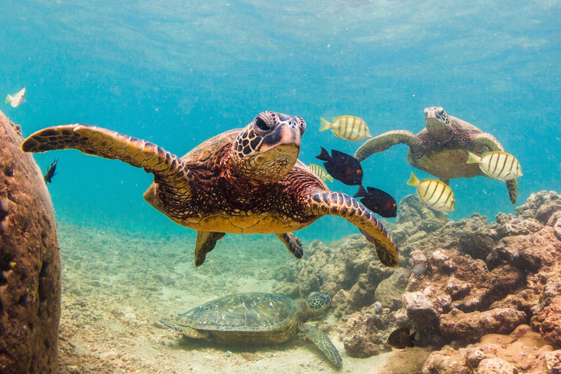 Aloha, Hawái: postales del Pacífico