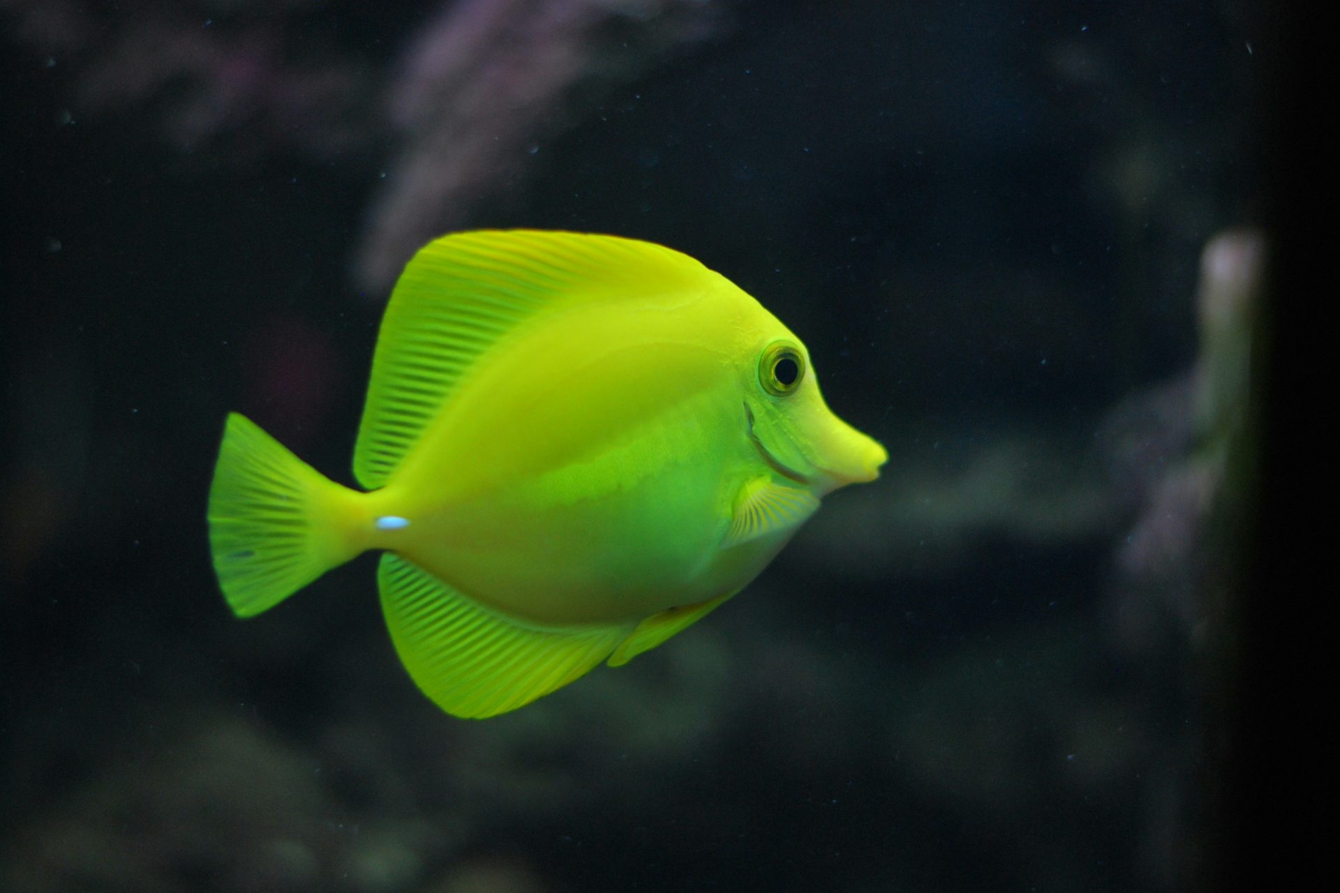 Así beben los peces bajo el agua