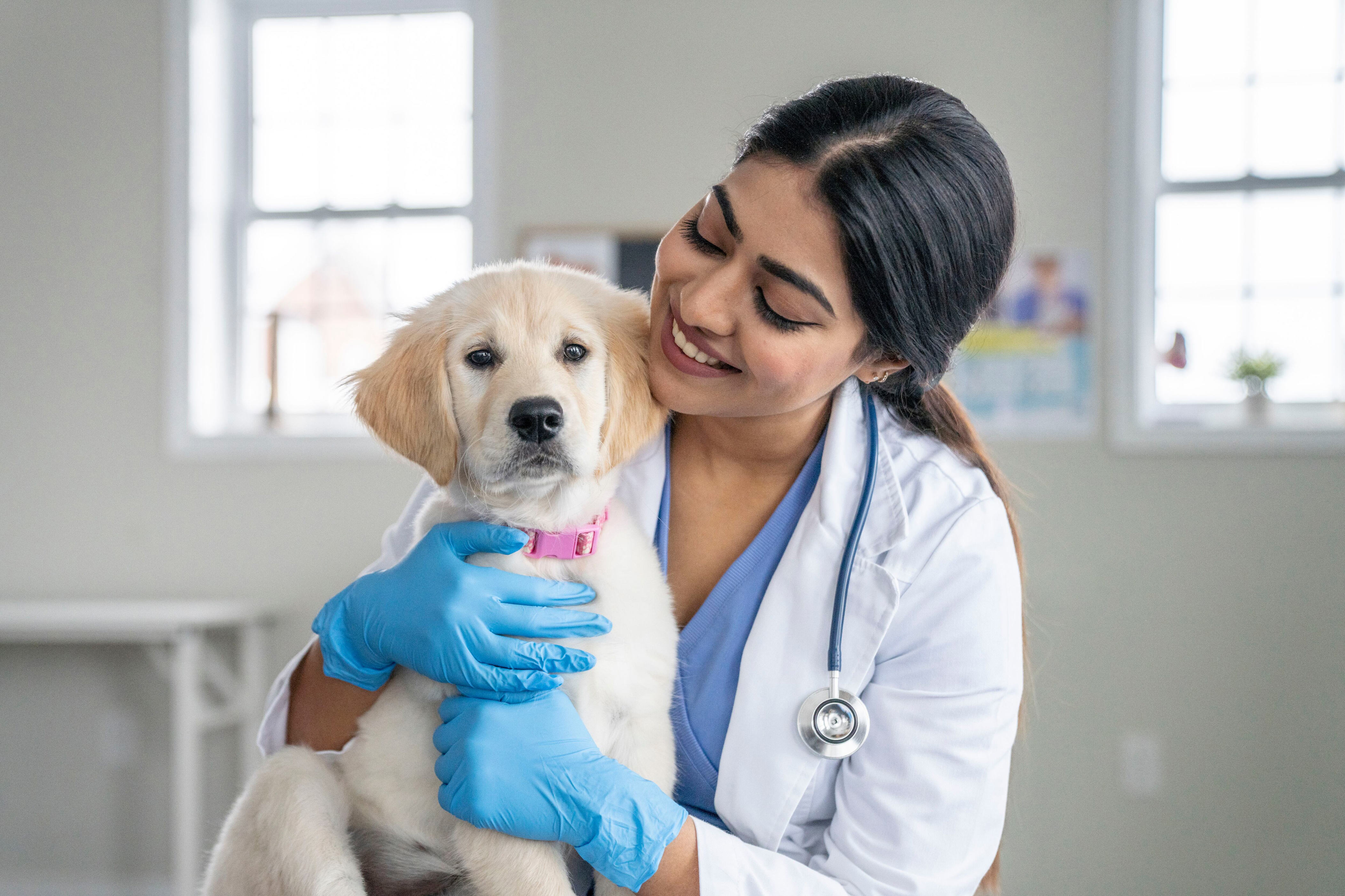 ¿se le pueden dar pastillas de humanos a un perro para el dolor?