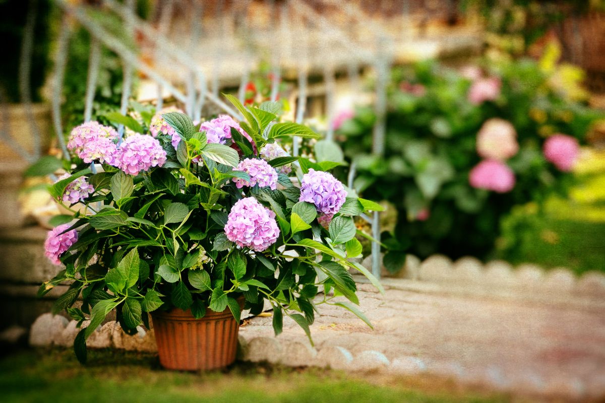 Sitemapcdatahttpsmodeinf Inetcomtruffaut Plantes Exterieur