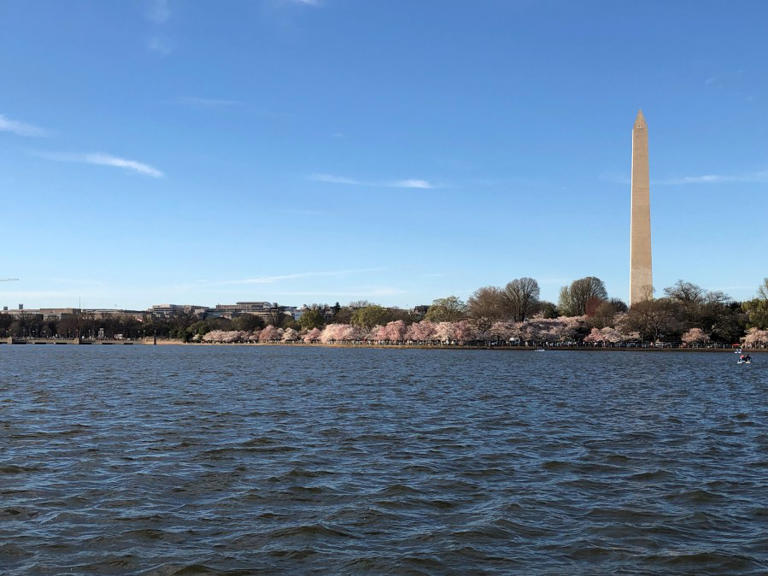 DC tidal basin statue': the reason behind the Google search, trend