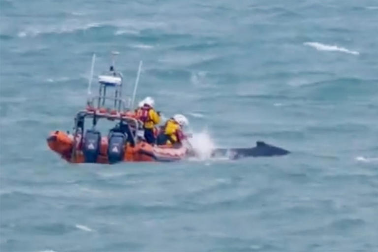 Woman goes fishing in boat with rescued bear - See Viral Pictures