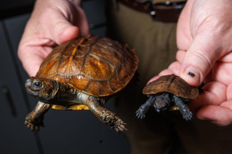 These tiny turtles are some of world’s most endangered