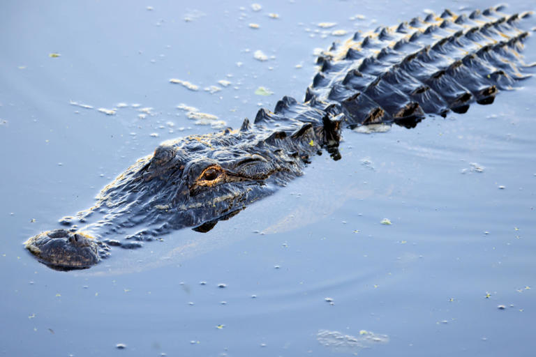 An alligator moves through the Wakodahatchee Wetlands on March 15, 2024 in Delray Beach, Florida. The warmer climate found in the southern United States provides a welcome habitat for a wide assortment of aquatic birds and other wildlife.