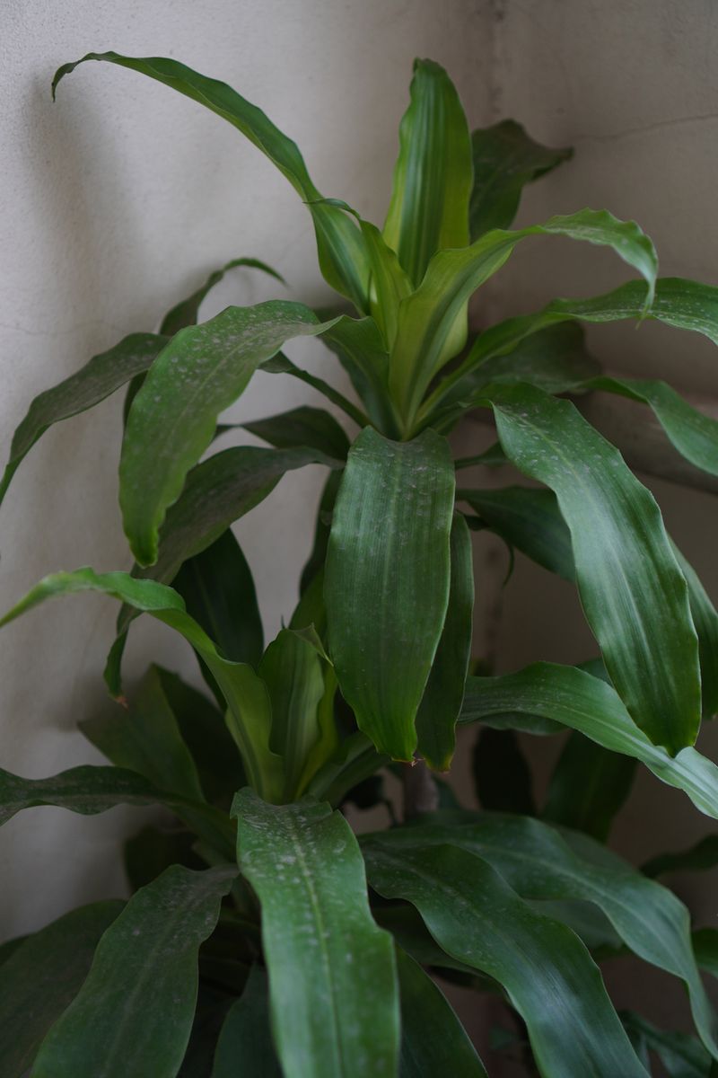 12 Big Leaf Houseplants You Need ASAP