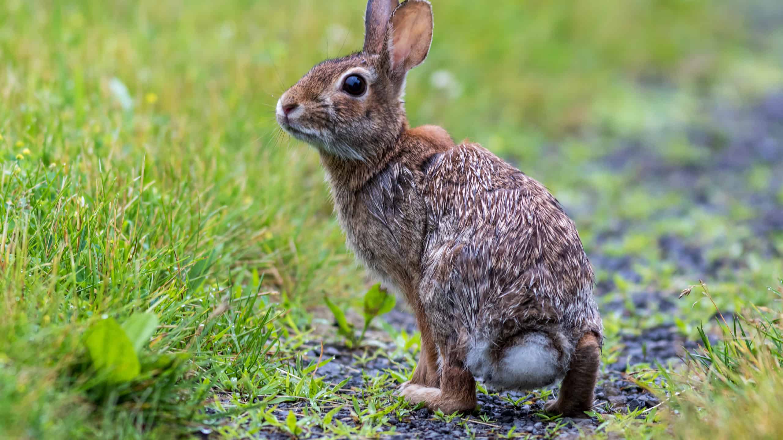 11 Plants That Repel and Keep Rabbits Out of Your Yard