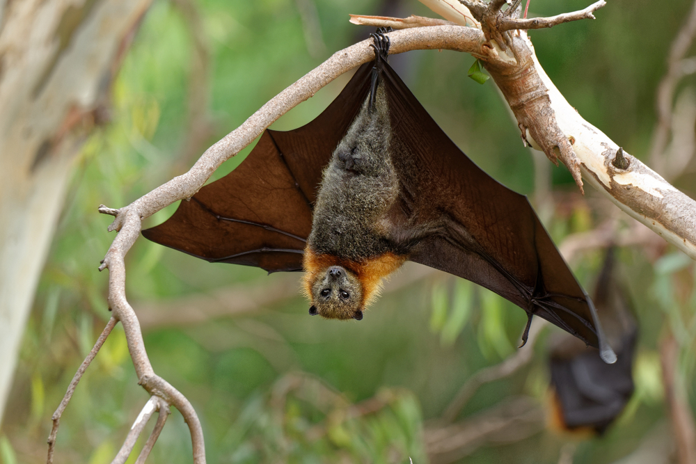 <p>While some bats use echolocation, most species can see. Their vision may not be as acute as other animals, but they are not blind.</p>