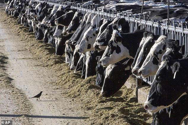 Person in Texas infected with bird flu (cattle, stock image)