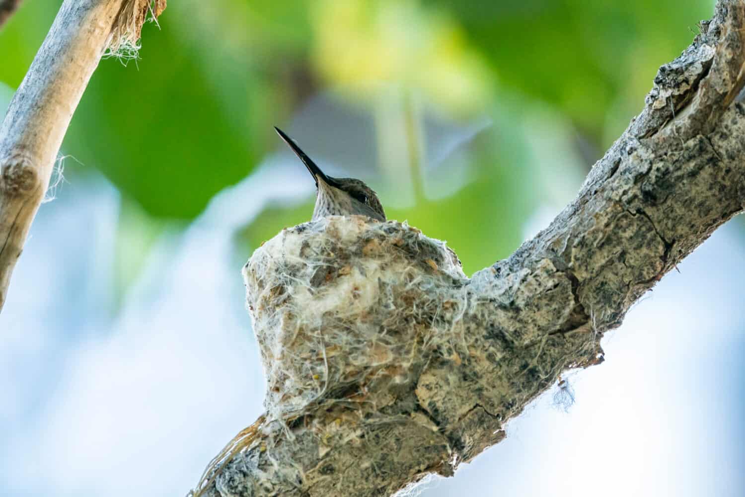 Where Do Hummingbirds Nest?