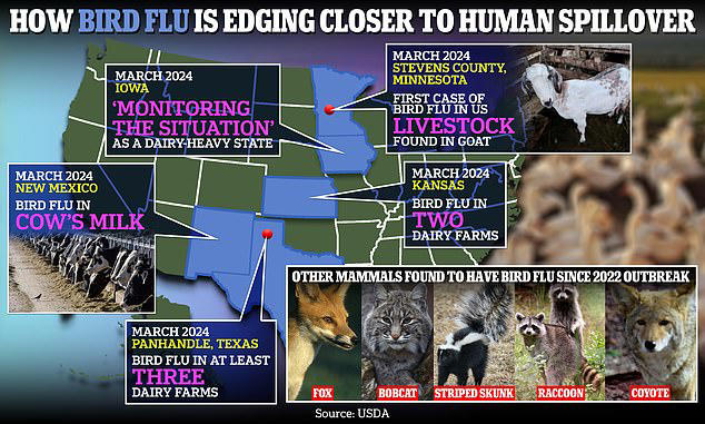 Tests revealed that an unknown number of cows have tested positive for bird flu Type A H5N1 in Texas, Kansas and New Mexico. Iowa is currently 'monitoring the situation' as it is also a dairy-heavy state. It comes after a goat in Minnesota tested positive last week. Bird flu has also been found in foxes, bobcats, striped skunks, raccoons and coyotes since the 2022 outbreak