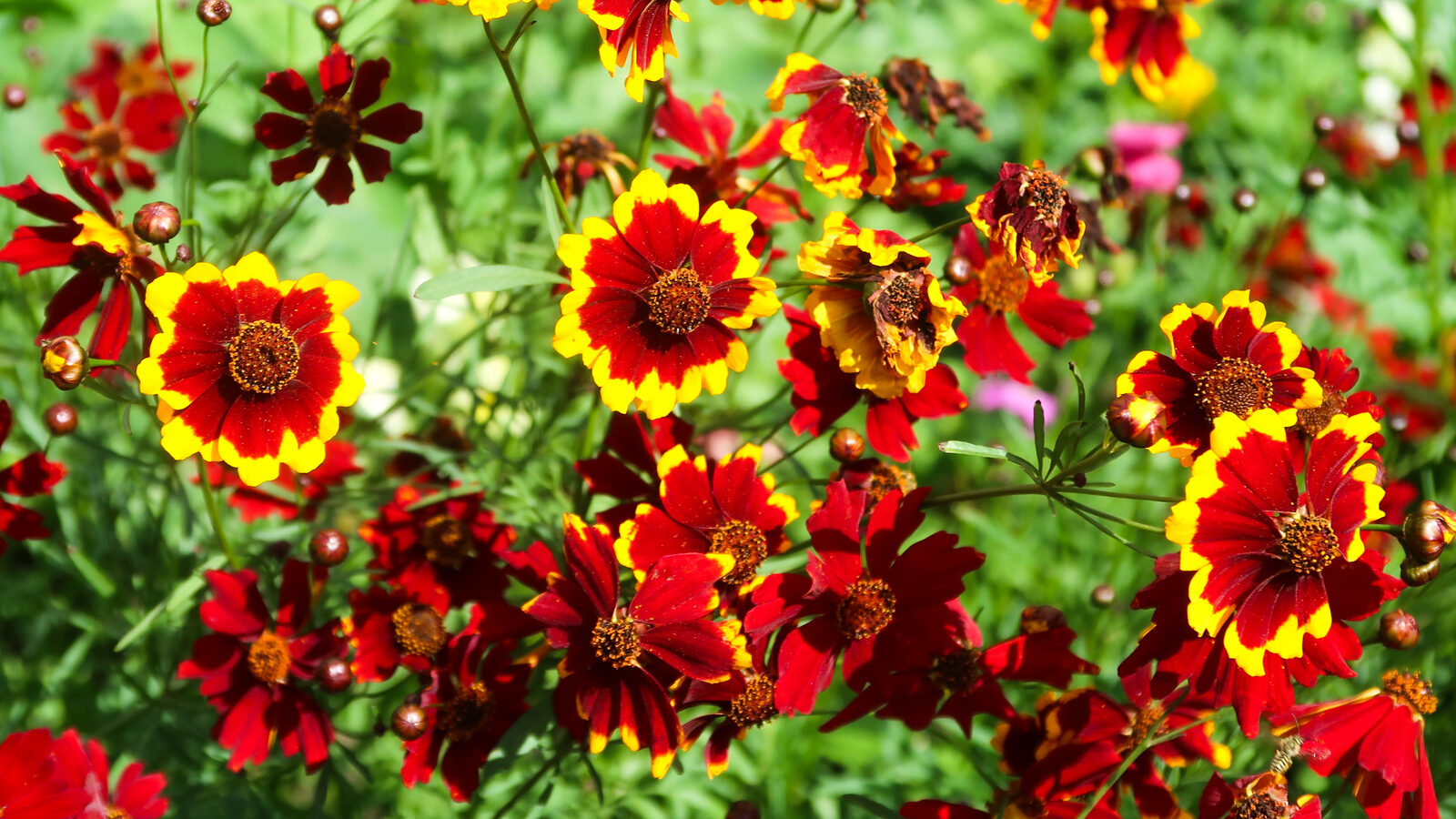 18 Stunning Red Flowers To Add Bold Color To Your Garden