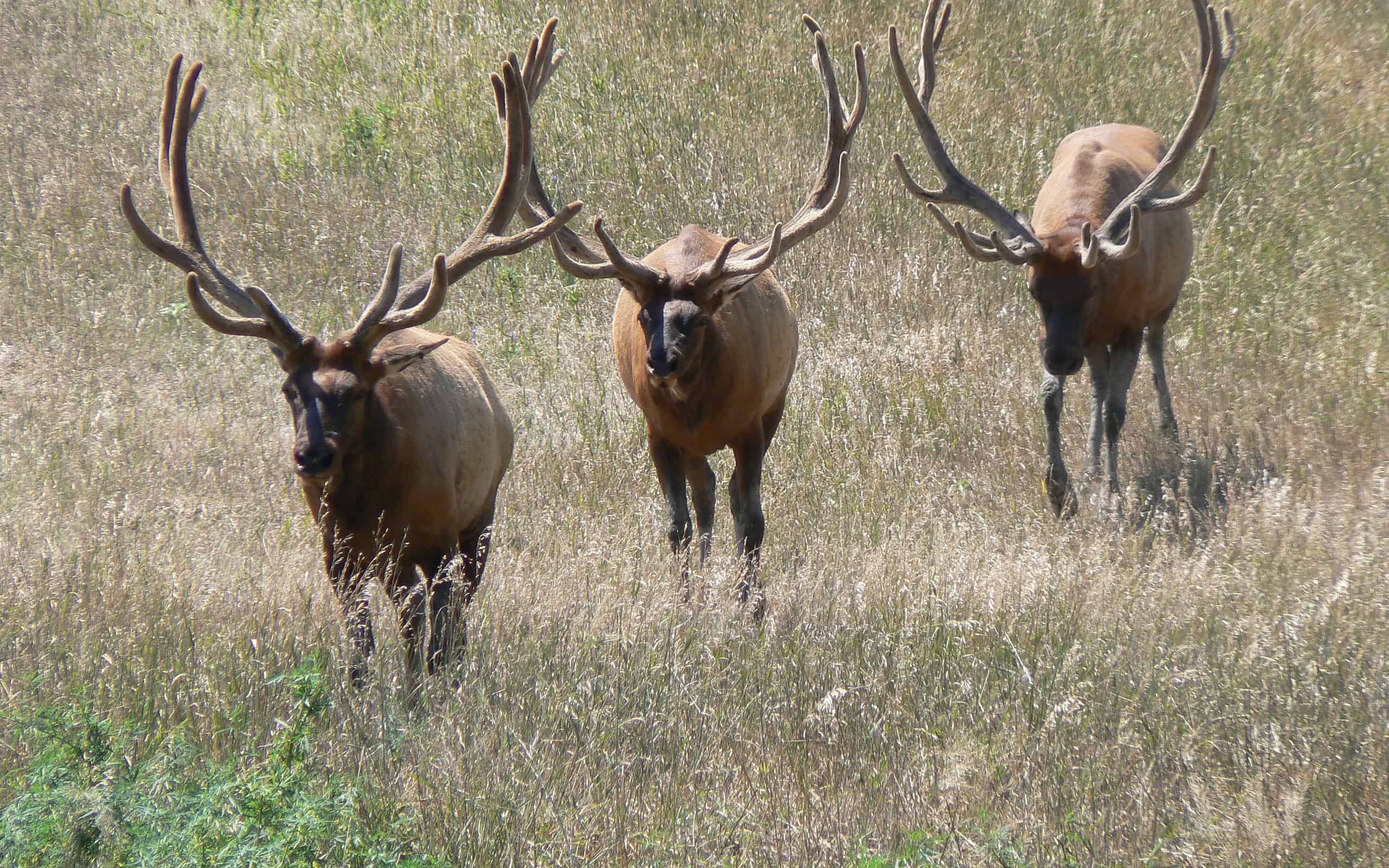 Discover The Largest Elk in the World