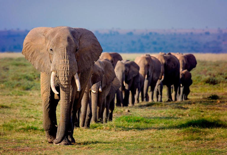 Import of live African elephants and hunting trophies restricted in the US