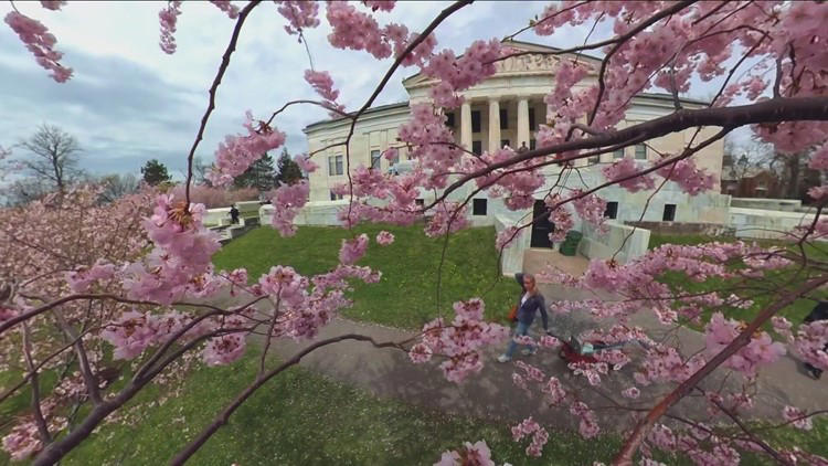 Cherry blossom trees bloom earlier than ever at the Buffalo Japanese Garden