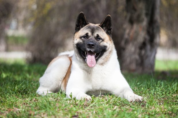 25 Large Dog Breeds That Make Great Pets