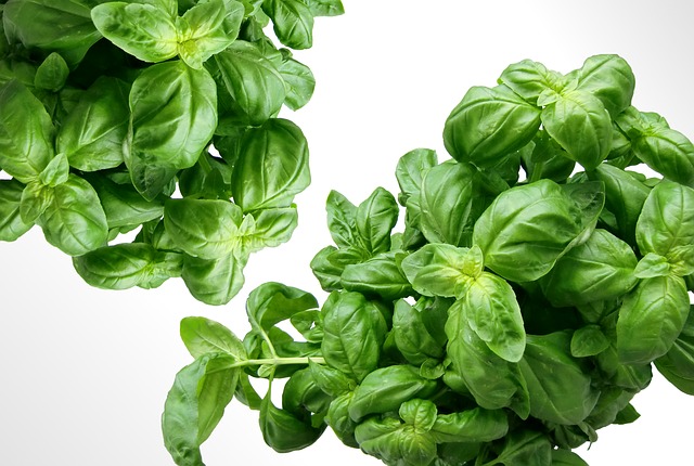 Why basil is more than just a garnish
