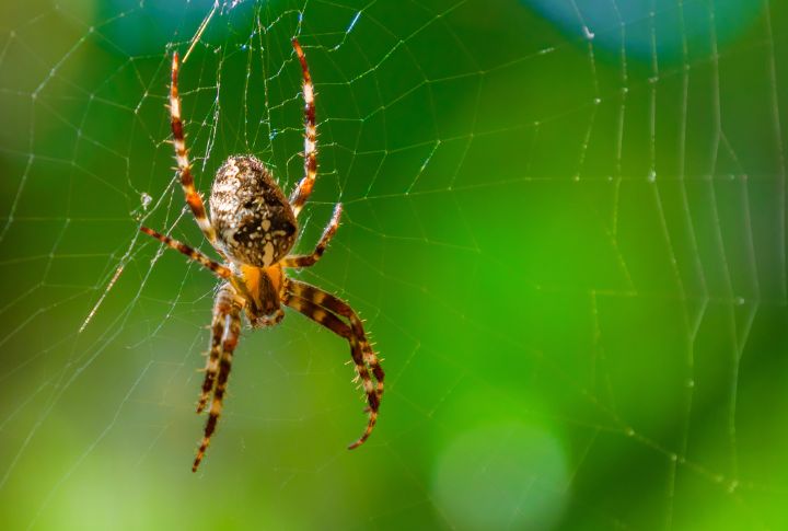 Even Spiders Are Afraid Of These 15 Creatures