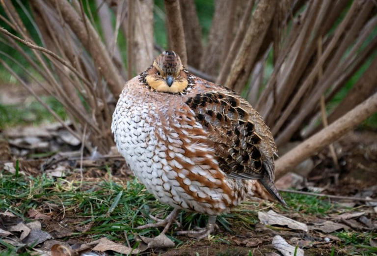 Quail Season continues in Oklahoma Nov 9, 2024 Feb 15, 2025, says ODWC