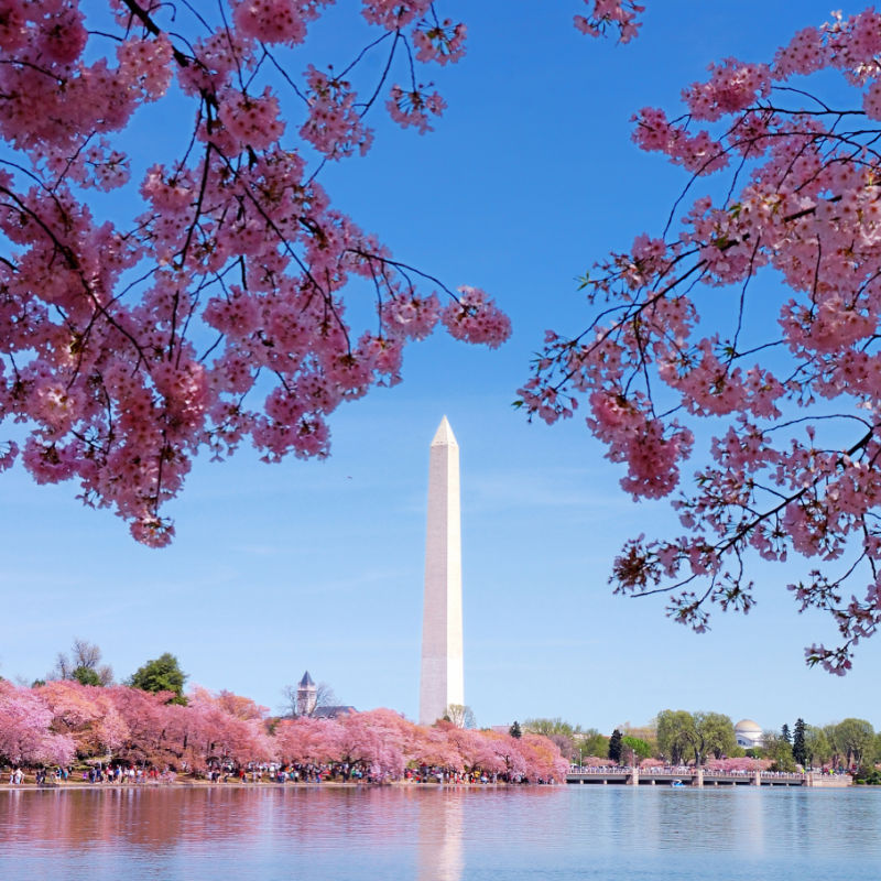 cherry blossoms and national monument washington DC