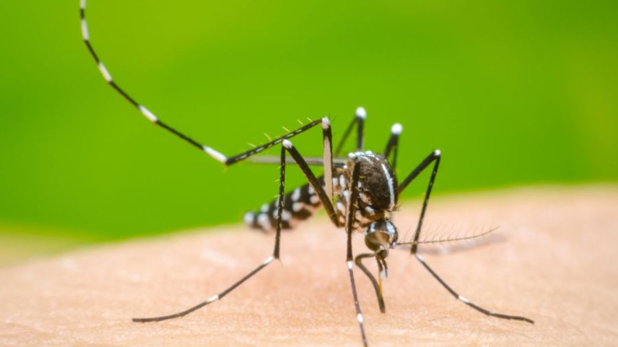 ¿fin de la epidemia? se desaceleran los contagios de dengue en el país