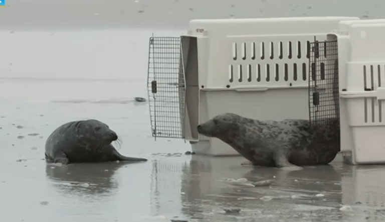 Seal pups rescued at the Jersey Shore released back into wild