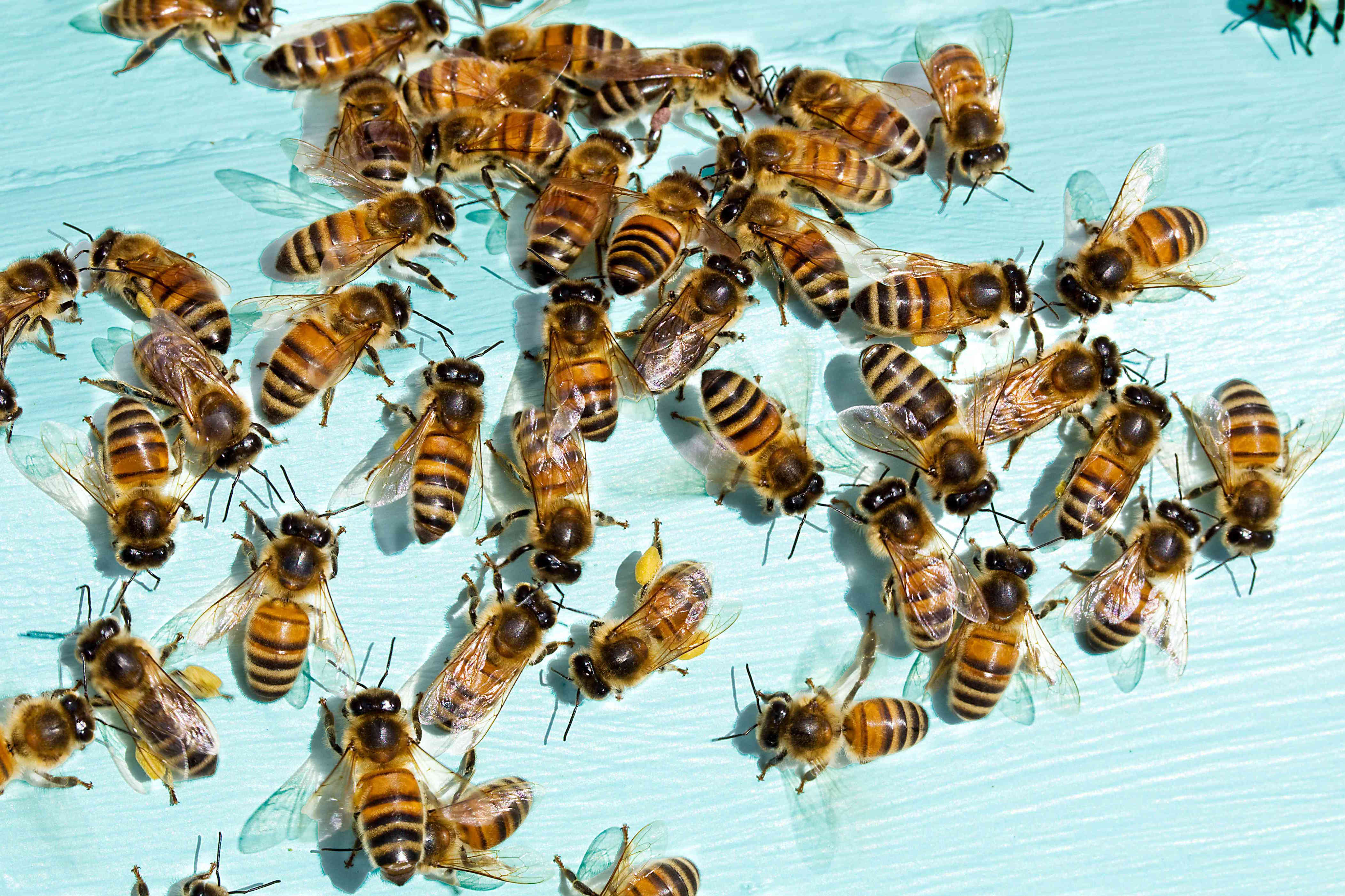 Keep Bees Away From Your Porch with These ChemicalFree, DIY Repellents