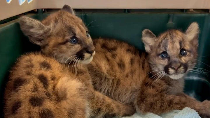 Continued development increases the likelihood of mountain lion/human conflict; these California cubs were orphaned last year and taken in by Oakland Zoo after their mother was believed to be hit by a car (Oakland Zoo)