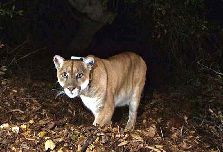 A mountain lion named P-22 resided in Los Angeles’ Griffith Park for more than a decade and was a beloved part of the city’s community; he could be seen roaming neighborhoods and inspired works of art before the old cat’s 2022 euthanisation (AP)