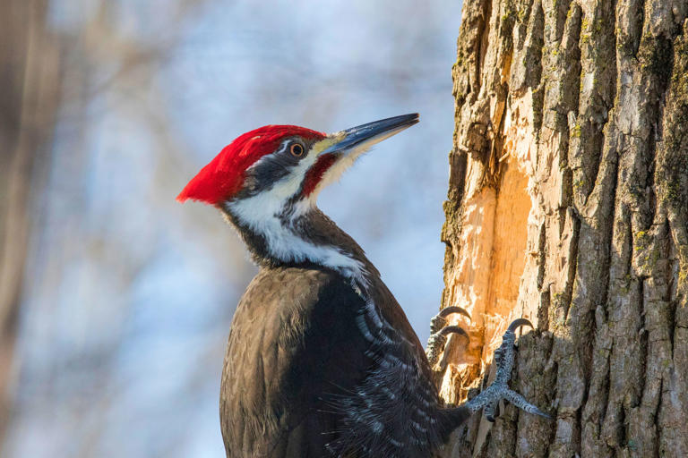 The Last Confirmed Sighting Of The Ivory-Billed Woodpecker Was In 1944 ...