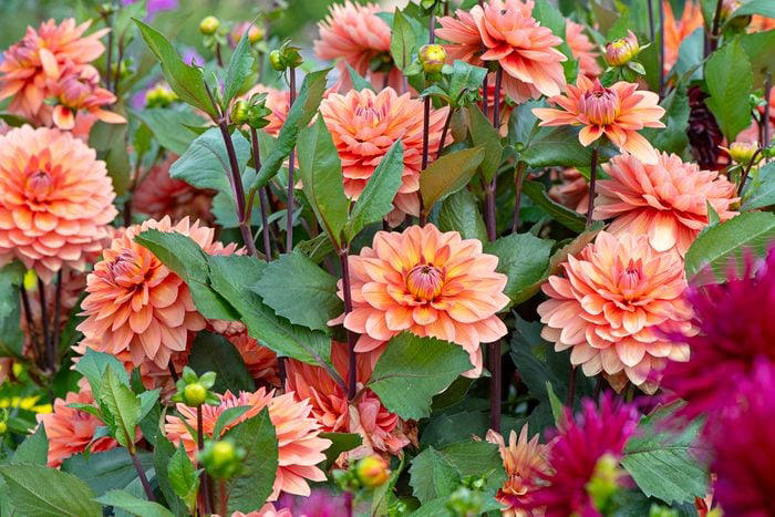 Close-up image of the beautiful summer flowering orange 'Waterlily' Dahlias and buds in soft sunshine