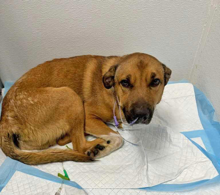 Utah animal shelter seeking donations for lone survivor of parvo outbreak