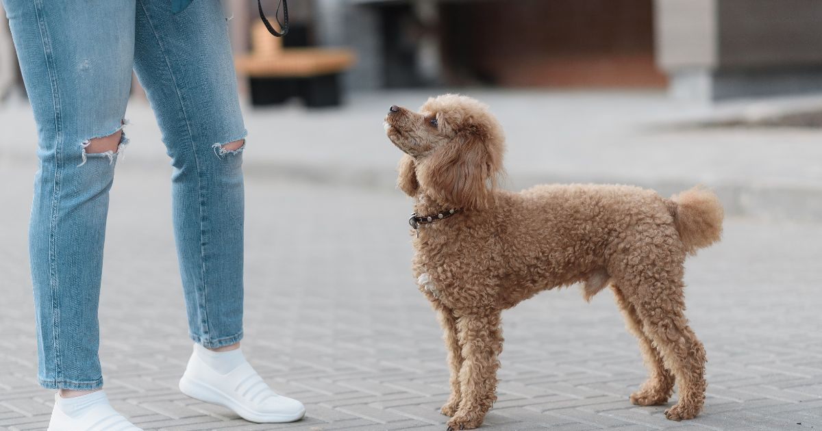 Une Lourde Amende Pour Les Français Qui Promènent Leur Chien Sans ...