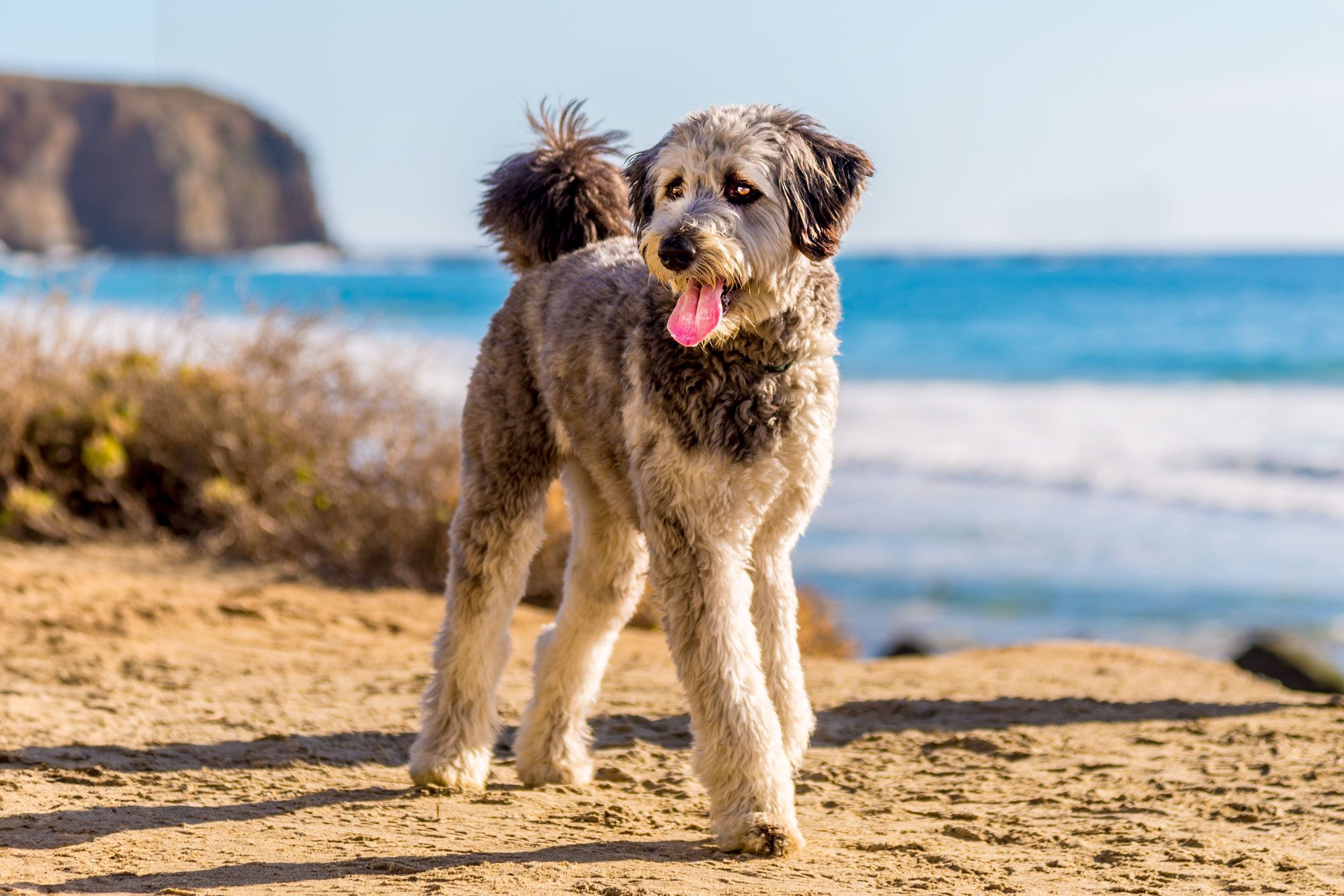 24 Lovable Mixed-Breed Dogs You’ll Want to Bring Home