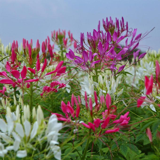 10 cheap flowers to plant that will make your garden pop