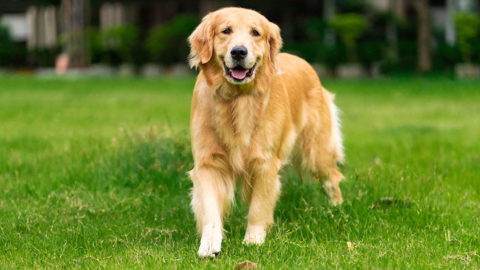 image credit: Burin P/Shutterstock <p>Golden retrievers are the epitome of a loving, gentle, and affectionate canine companion. Their warm, expressive eyes seem to reach into your soul, asking for just one more pat or cuddle. They’re always ready to offer comfort or celebrate joys with their human friends.</p>