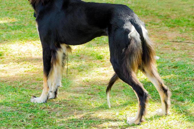 Dog Tail Meanings: 16 Secrets Your Dog Is Communicating With Its Tail