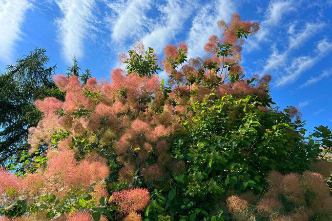 15 Fast Growing Shrubs to Beautify Your Yard and Add Privacy