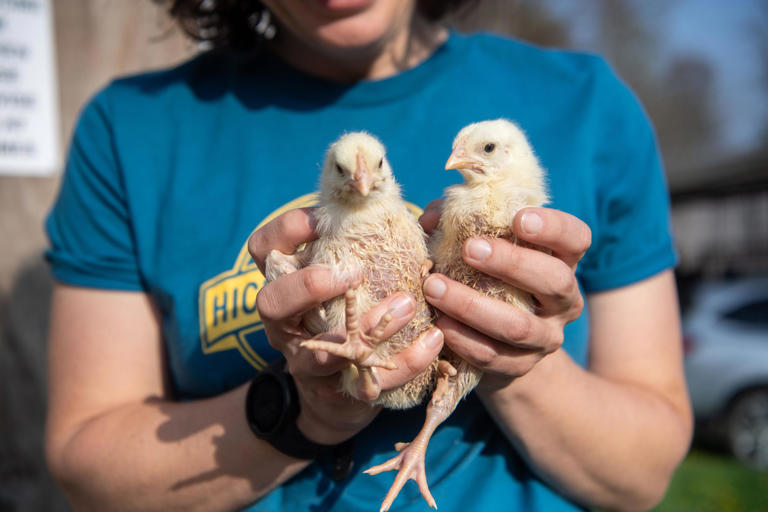 Virginia Hamilton holds young chickens at Hickory Nut Gap Farm in Fairview, April 2, 2024.