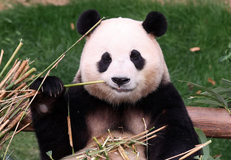 “Goodbye Fubao!” the beloved panda leaves for China