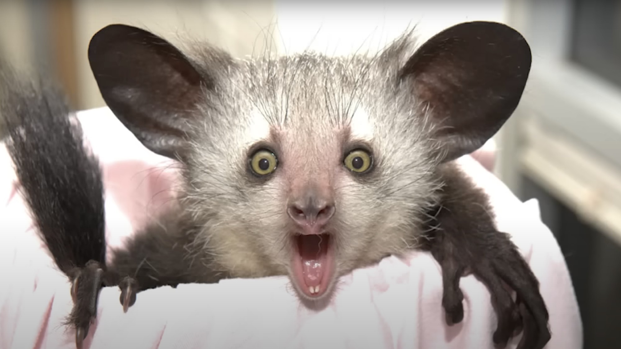 Aye-Aye Bye Bye? Nocturnal Marvel Faces Extinction