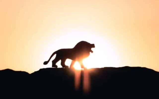 Lion against a sunset. Image by Ivan Diaz on Unsplash