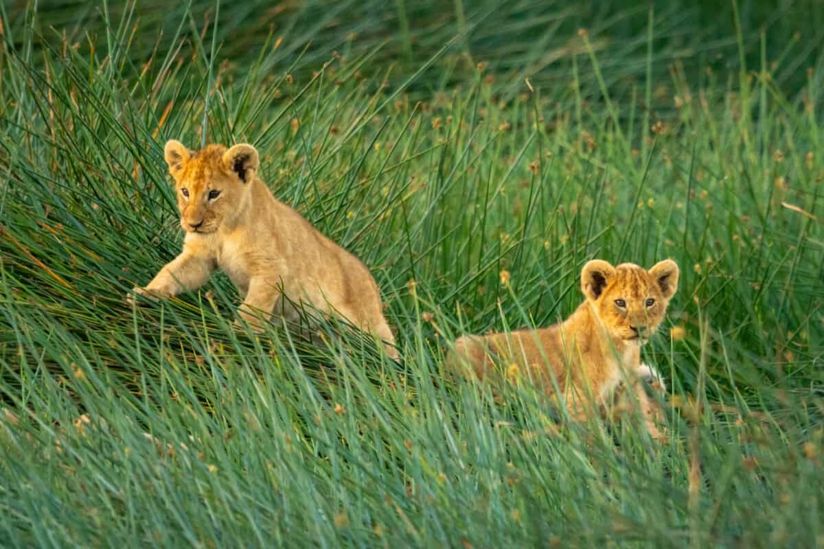 Two lion cubs lie in long grass. Image by nicholas_dale via Depositphotos